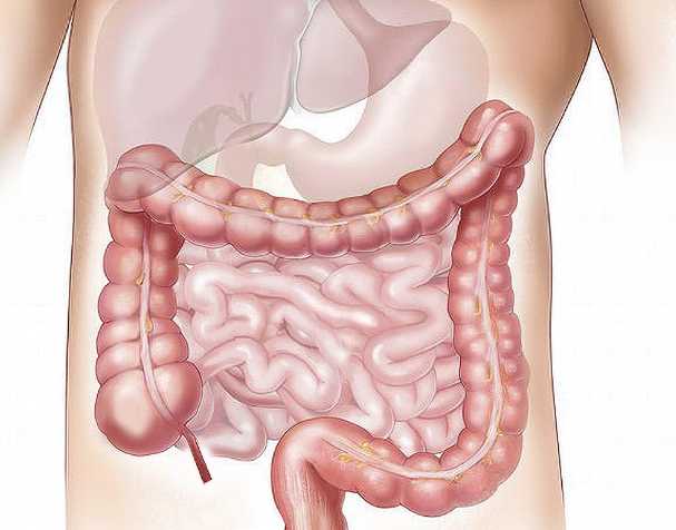 NMN在腸道健康中的作用